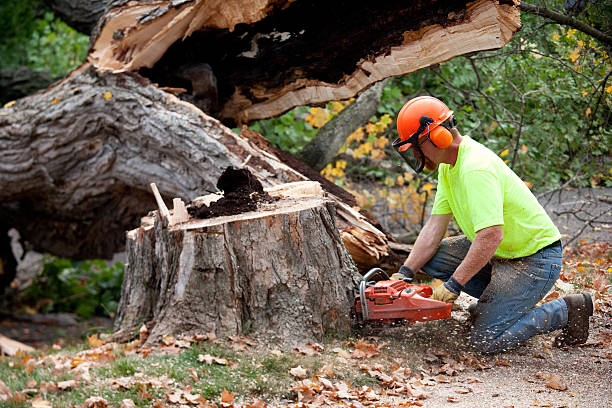 Best Arborist Consultation Services  in Wickerham Manor Fisher, PA